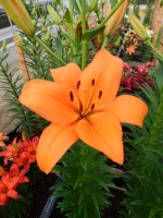 [5023 Bariton No02.JPG]